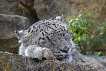 snow leopard sleeping