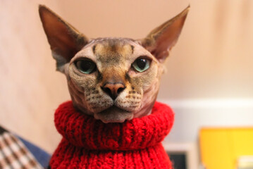 Canadian Sphynx naked cat with green eyes in a red knit sweater, looking down.