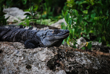 iguana on the rocks
