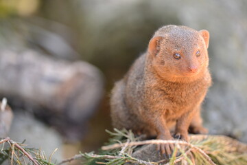 mongoose