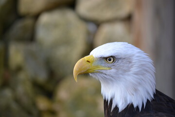 bald eagle side profile