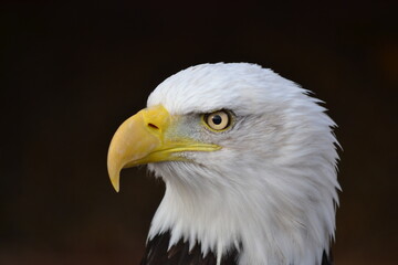 Fototapeta premium bald eagle close up
