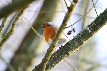 Robin on branch
