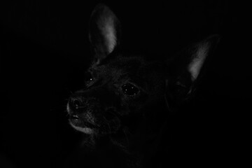 low key mini toy terier