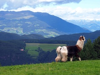 Un lama cammina sulle Alpi dell'Alto Adige.