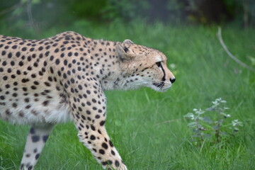 Cheetah side profile