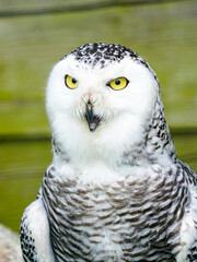 A frontal portrait of a passive Snowy Owl with yellow eyes