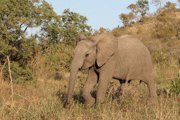 Fototapeta premium Afrikanischer Elefant / African elephant / Loxodonta africana.