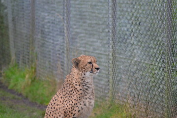 cheetah by fence 