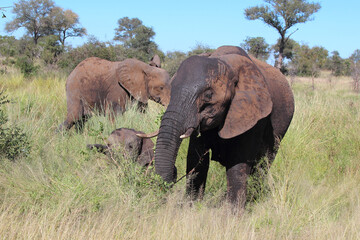 Fototapeta premium Afrikanischer Elefant / African elephant / Loxodonta africana...