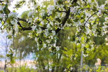 A blooming apple tree with small white flowers in a green spring orchard, garden