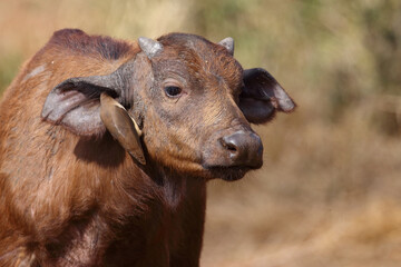 Kaffernbüffel und Rotschnabel-Madenhacker / African buffalo and Red-billed oxpecker / Syncerus...