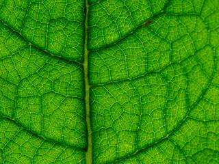 Leaf Close Up
