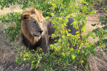 Afrikanischer Löwe / African lion / Panthera leo.