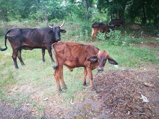 Photograph of cows grazing in the surroundings of a field, located in the city of Guacara in venezuela