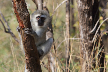 Grüne Meerkatze / Vervet monkey / Cercopithecus aethiops .