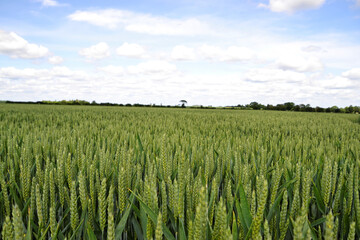 corn field