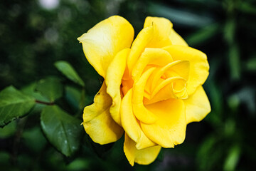 yellow rose flower