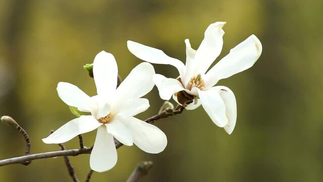 Shrub with large magnolia flowers. Magnolia stellata, star magnolia, is slow-growing shrub or small tree native to Japan. It bears large, showy white or pink flowers in early spring.