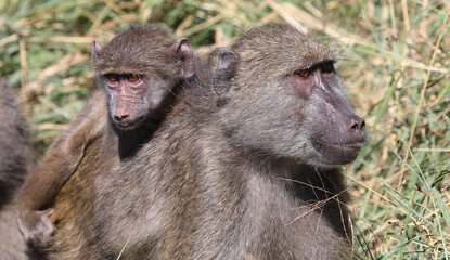 Bärenpavian / Chacma baboon / Papio ursinus.....