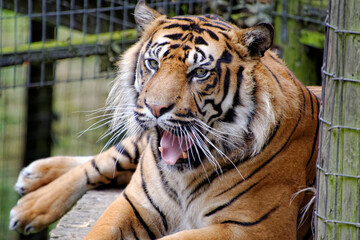 tiger mouth slightly open close up