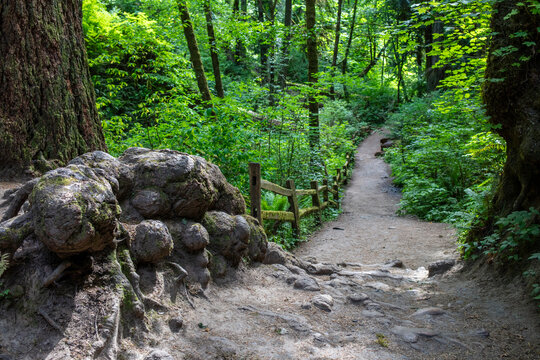 Wildwood hiking trail in Portland