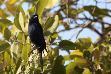 Glanzdrongoschnäpper / Southern black flycatcher / Melaenornis pammelaina