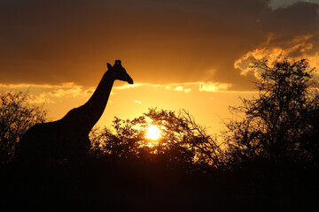 Giraffe im Sonnenuntergang Krüger Park Südafrika / Giraffe at Sundown Kruger Park South Africa / Giraffa camelopardalis
