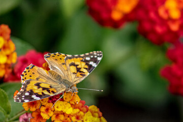 butterfly on flower