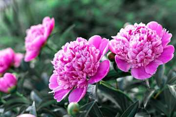 Pink peonies close up, flowering bush in garden, botanical Paeonia, peony flower
