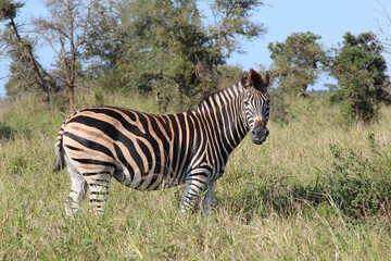 Steppenzebra / Burchell's zebra / Equus burchellii