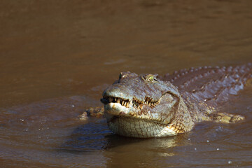Nilkrokodil / Nile crocodile / Crocodylus niloticus..