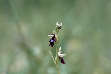 Fly orchid, Ophrys insectifera