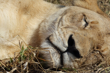 Afrikanischer Löwe / African lion / Panthera leo.