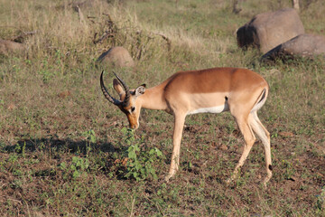 Schwarzfersenantilope / Impala / Aepyceros melampus...