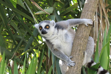 Lémur