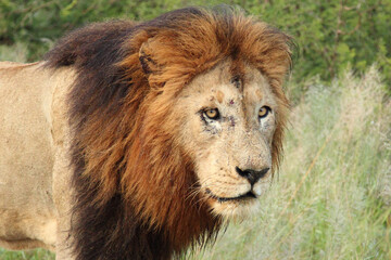 Plakat Afrikanischer Löwe / African lion / Panthera Leo.