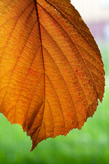 Close-up of a hazel leaf