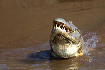 Nilkrokodil / Nile crocodile / Crocodylus niloticus..