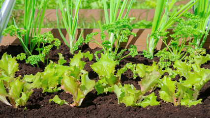 Leafy vegetables grow in a beautiful garden bed. Lettuce, parsley and onions are grown on fertile black soil on a farm that produces organic food for a healthy diet.