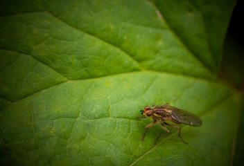 Fly sitting on a leaf 