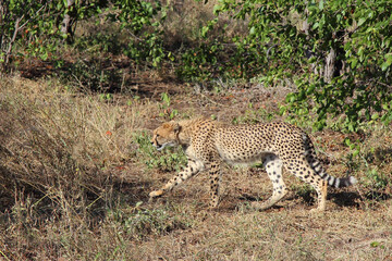 Gepard / Cheetah / Acinonyx jubatus.