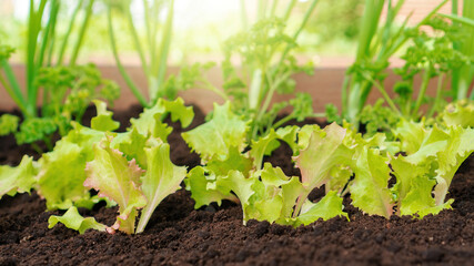 Young lettuce grows on a raised wooden bed in an eco-friendly farm garden. Growing organic vegetables in black soil with humus. A vitamin plant-based diet with leaf vegetable for vegetarians.