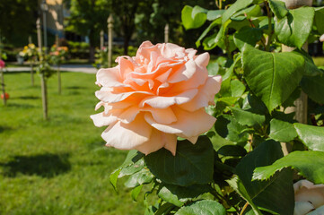 Close up of beautiful flower orange, peach, yellow rose blossom in nature garden with branch and green leaves, blurry background. Rogaska Slatina,Slovenia.