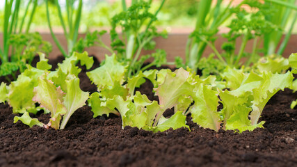 Fresh greens. Lettuce, parsley and leeks grow in a garden bed of black soil. Growing organic vegetables, greens and leaf vegetable for a healthy vegetarian diet.