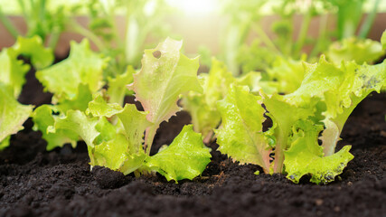 Lettuce grows in a vegetable garden. Growing bio products on an organic food farm. Light green lettuce leaves grow in a bed of black soil in the sunbeams.