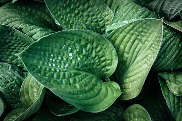 Full frame shot of big green leaves with raindrops - Powered by Adobe