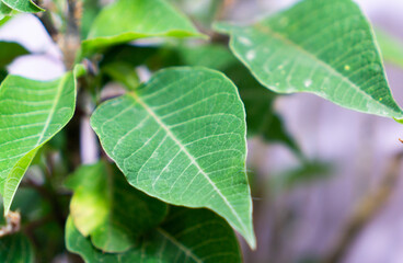 Hojas verdes de nochebuena