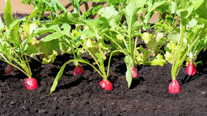 The red tips of the radishes are peeking out from under the soil. Early spring vegetables grow in the garden beds. The concept of growing organic vegetables.