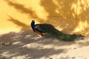 peacock in the park